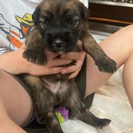Starburst - Wheaten female Soft Coated Wheaten Terrier puppy in Kirksville, Missouri from BellSharps Australian Shepherds