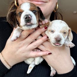 Dachshund Puppies from Magnolia Dachshunds