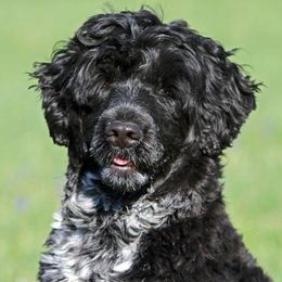 Portuguese Water Dogs from Miraval PWDs
