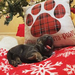 Dutch Shepherd Puppies from Elyon Kennels