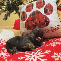 Dutch Shepherd Puppies from Elyon Kennels
