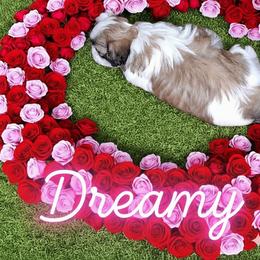 Shih Tzu Puppies from Cindy Hampton