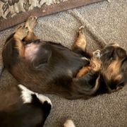 Fozzie - Brindle and white male Cavatzu puppy in Saint Paul, Minnesota from Amy’s Puppy Tzu