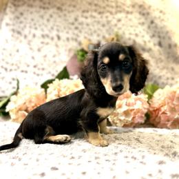 Ysabel - Black and cream female Dachshund puppy in Hensley, Arkansas from The Dachshund Barn