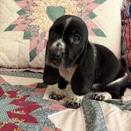 Velvet - Black brown and white female Basset Hound puppy in Letcher, Kentucky from Hackers Appalachian Basset Hounds