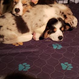 Cardigan Welsh Corgi puppies from Wasatch Valley Cardigans