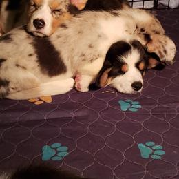 Cardigan Welsh Corgi puppies from Wasatch Valley Cardigans