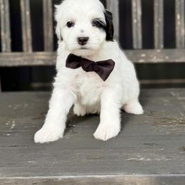 Alexandrite (Alex)- black collar - Tri-color male Bernedoodle puppy in Salt Lake County, Utah from Coco Avenue Pups