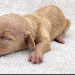 Joy - Cream female Dachshund puppy in Sebring, Florida from Mini Weenies