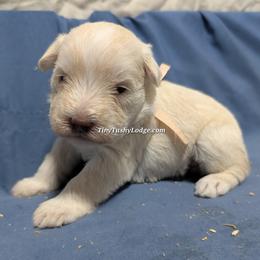 AKC lite pink ribbon - Wheaten female Miniature Schnauzer puppy in Greencastle, Indiana from Tiny Tushy Lodge