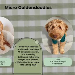 Upcoming Litter - Red  female Goldendoodle puppy in Layton, Utah from Gracious Doodle Dogs