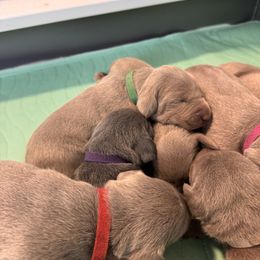 Jade - Silver gray female Weimaraner puppy in Riverside, Utah from Blue Phantom Kennels