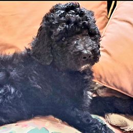 Australian Labradoodle and Poodle Puppies from Oodles of Doodles and some Poodles