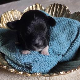 Colby Jack - Black and white male Aussiedoodle puppy in Haleyville, Alabama from The Cuddly Dood Ranch