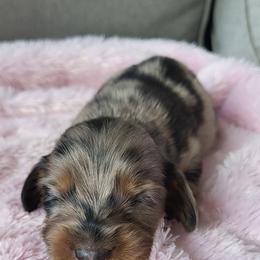 Black tan dapple - Dapple female Dachshund puppy in Ashford, Alabama from Circle City Dachshunds