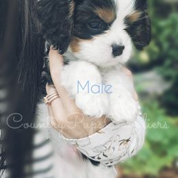 Cavalier King Charles Spaniel Puppies from Country Pups Cavaliers