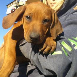 Maggie - Rd whtn blk nose female Rhodesian Ridgeback puppy in Carney, Oklahoma from River Run Parson Russell terriers & River Run Ridgebacks