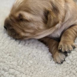 Brown - Golden male Golden Retriever puppy in Limon, Colorado from Big Sandy Golden Retrievers