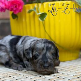 La-Z-boy - Blue merle male Aussiedoodle puppy in Henry, Illinois from Rowe Farms Doodles