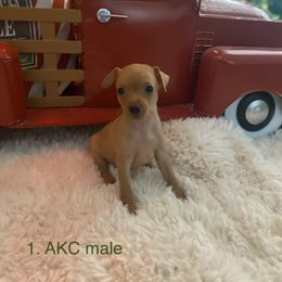 Great Dane and Miniature Pinscher Puppies from Legacy Danes