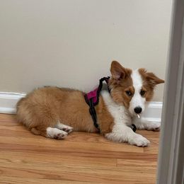 American Corgi and Pembroke Welsh Corgi Puppies from Beebe’s Corgis