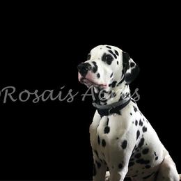 Stoli - Dalmatian