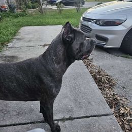 Izzy - Cane Corso