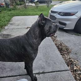 Izzy - Cane Corso