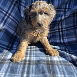 Adonis - Merle male Goldendoodle puppy in Austin, Texas from Doodles of Central Texas