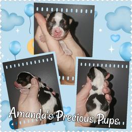 Parti Boy - Chocolate and tan male Yorkshire Terrier puppy in Wartburg, Tennessee from Amanda's Precious Pups