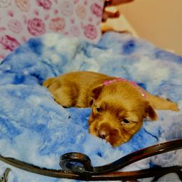 Dolly - Liver female Yorkshire Terrier puppy in Howe, Oklahoma from Ray Holder