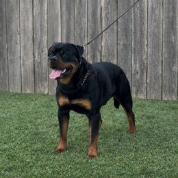 Ro - Black and mahogany male Rottweiler puppy in Houston, Texas from Power Hause Kennels
