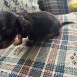 Dachshund Puppies from Doodleville