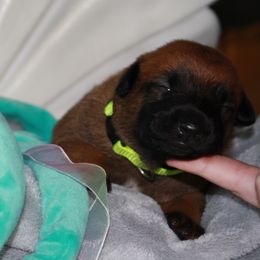Belgian Malinois Puppies from Pyrex Kennels