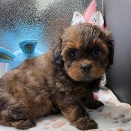 Brooklyn - Red female Shihpoo puppy in Colonial Beach, Virginia from BeachRidge Pups