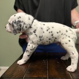 Dalmatian Puppies from ArmySoldier Dalmatians