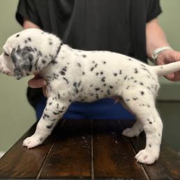 Dalmatian Puppies from ArmySoldier Dalmatians