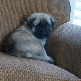 Bulldog and Mastiff Puppies from Rosehill Mastiffs & Bulldogs