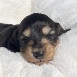Black and Cream -- Male 2 - Black and cream male Dachshund puppy in Kalama, Washington from Dazzling Doxies