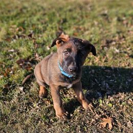 Aqua - Sable female German Shepherd puppy in Motley, Minnesota from Von Thomson Haus