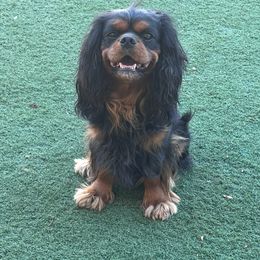 Cassius - Cavalier King Charles Spaniel