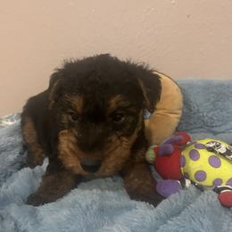 Duke - Black and tan male Welsh Terrier puppy in Park Rapids, Minnesota from Peggy’s Terriers