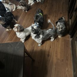 Shih Tzu All Grown Up from Tennessee's Treasured Shih Tzus