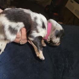 Cake- Dark Pink - Blue merle female Australian Shepherd puppy in Fort Cobb, Oklahoma from White Run Ranch