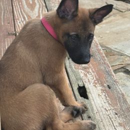 Blue - Pink Collar - Fawn sable female Belgian Malinois puppy in Trenton, Georgia from Laeknir K9