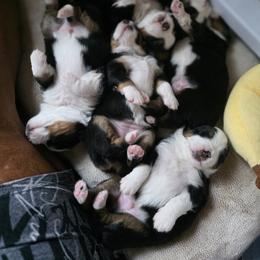 Miniature American Shepherd Puppies from All About Me Miniature American Shepherds