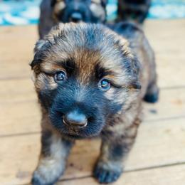 Cholula - Sable female German Shepherd puppy in Royston, Georgia from Samhain Shepherds