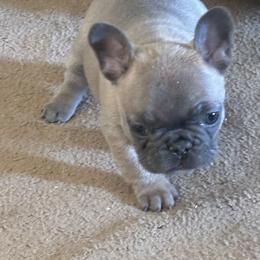 Angle - Blue fawn female French Bulldog puppy in Alabama from Southern Bulldogs