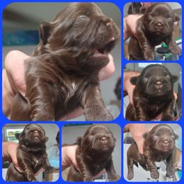 Boy 1 - Chocolate male Shih Tzu puppy in Houston, Texas from Shih Tzu Houston