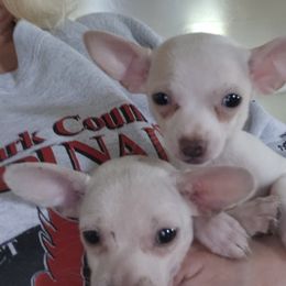 Chihuahua puppies from Paradise Chihuahua Kennel